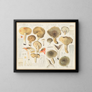 Hans Walty - Lactarius fuliginosus Lactarius blennius.webp