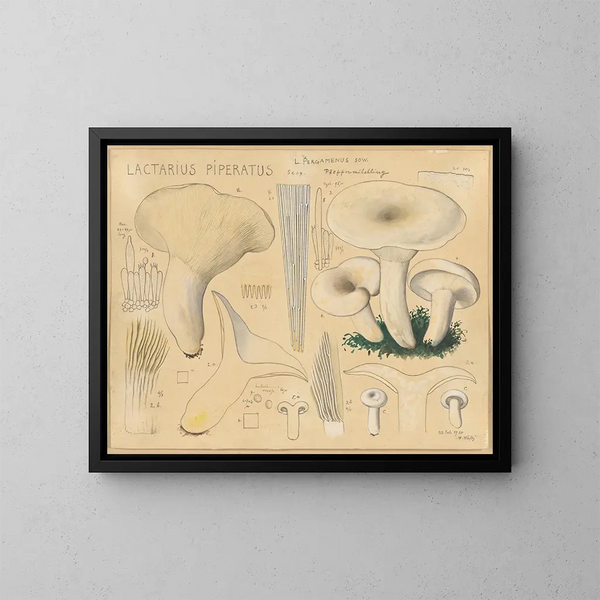 Lactaire poivré - Hans Baldung — inramlat konstverk på väggen