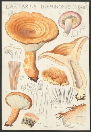 Hans Walty - Lactarius torminosus Schaeff.webp