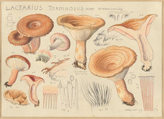 Lactaire torminosus - Hans Baldung — vy av konstverket