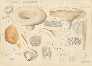 Hans Walty - Lactarius vellereus Fr.webp