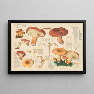 Hans Walty - Lactarius volemus Fr.webp