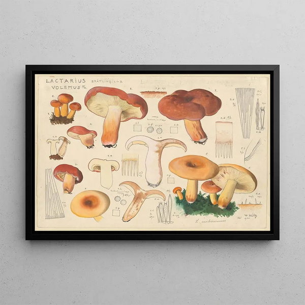 Hans Walty - Lactarius volemus Fr.webp