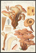 Lentinus cochleatus Pers Fr - Hans Baldung — vy av konstverket