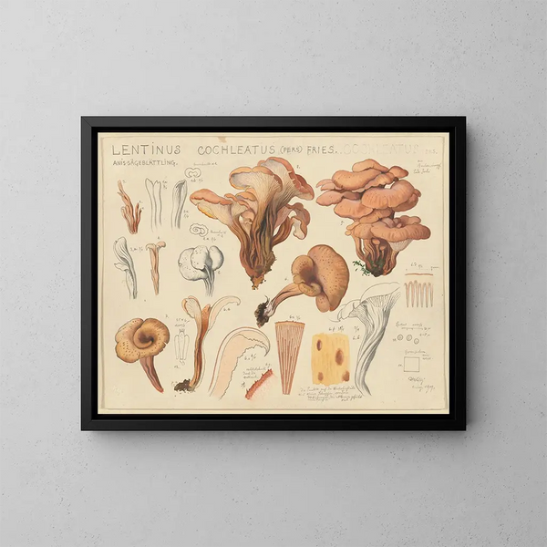 Lentinus cochleatus - Hans Baldung — inramlat konstverk på väggen