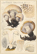Lentinus gallicus - Hans Baldung — vy av konstverket