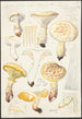Lentinus lépide Fr Lentinus squamosus Schff lépide - Hans Baldung — vy av konstverket