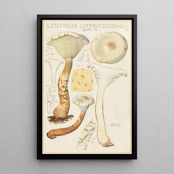 Lentinus suffrutescens - Hans Baldung — inramlat konstverk på väggen