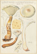 Lentinus suffrutescens - Hans Baldung — vy av konstverket