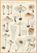 Lepiota cristata - Hans Baldung — vy av konstverket