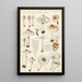Lepiota cristata - Hans Baldung — inramlat konstverk på väggen