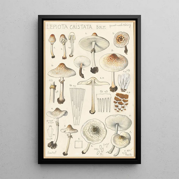 Lepiota cristata - Hans Baldung — inramlat konstverk på väggen