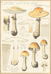 Lepiota guttata pers - Hans Baldung — vy av konstverket
