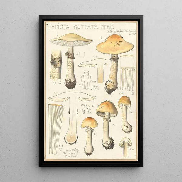 Lepiota guttata pers - Hans Baldung — inramlat konstverk på väggen