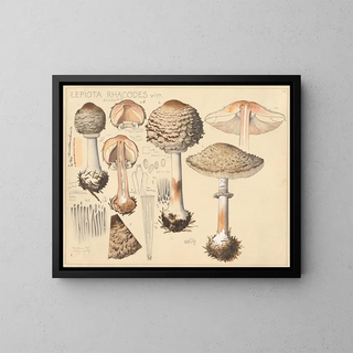 Hans Walty - Lepiota rhacodes Vitt.webp
