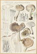 Limacium agathosmum - Hans Baldung — vy av konstverket