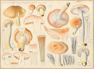 Limacium glutiniferum - Hans Baldung — vy av konstverket