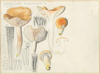 Limacium pudorinum - Hans Baldung — vy av konstverket