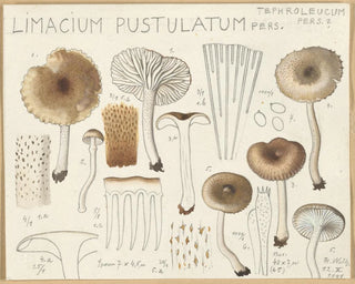 Limacium pustulatum - Hans Baldung — vy av konstverket