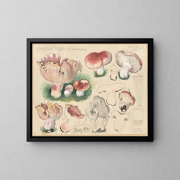 Limacium russula - Hans Baldung — inramlat konstverk på väggen