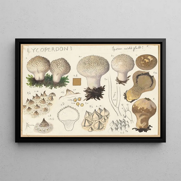 Hans Walty - Lycoperdon.webp