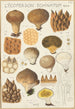 Lycoperdon enchinatum - Hans Baldung — vy av konstverket