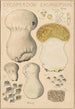 Lycoperdon excipuliforme - Hans Baldung — vy av konstverket