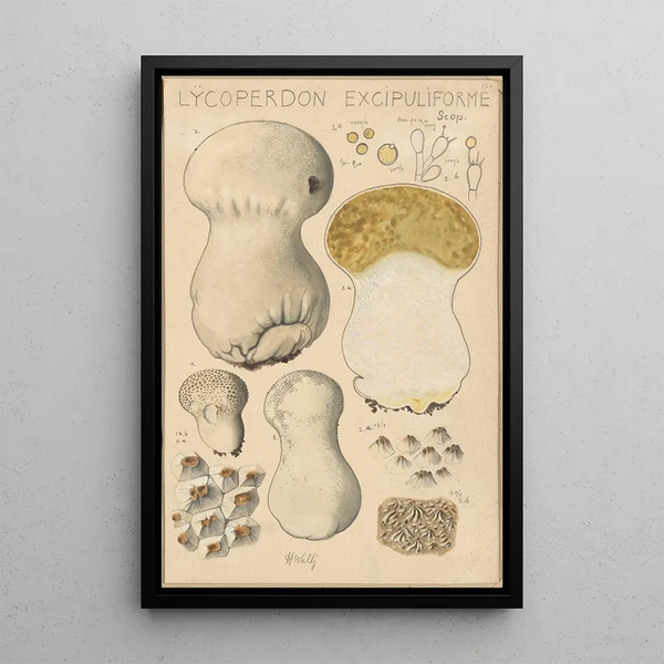 Lycoperdon excipuliforme - Hans Baldung — inramlat konstverk på väggen