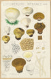 Lycoperdon hyemale - Hans Baldung — vy av konstverket