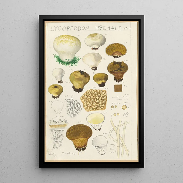 Lycoperdon hyemale - Hans Baldung — inramlat konstverk på väggen