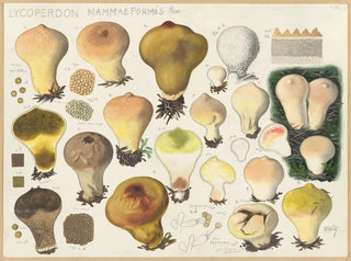 Lycoperdon mammaeforme - Hans Baldung — vy av konstverket