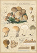 Lycoperdon piriforme - Hans Baldung — vy av konstverket