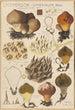 Lycoperdon umbrinum - Hans Baldung — vy av konstverket
