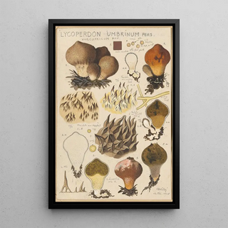 Hans Walty - Lycoperdon umbrinum.webp