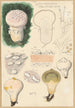 Lycoperdon velatum - Hans Baldung — vy av konstverket