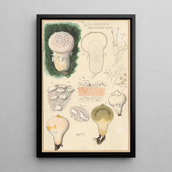 Lycoperdon velatum - Hans Baldung — inramlat konstverk på väggen
