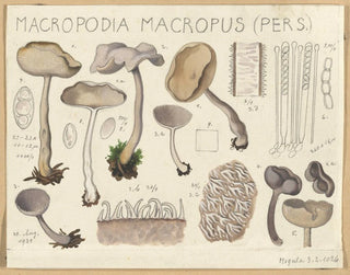Macropodia macropus - Hans Baldung — vy av konstverket