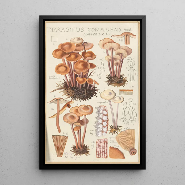 Marasmius confluens - Hans Baldung — inramlat konstverk på väggen