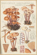 Marasmius confluens - Hans Baldung — vy av konstverket