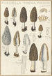 Morchella conica persoon - Hans Baldung — vy av konstverket