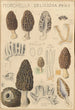 Morchella deliciosa - Hans Baldung — vy av konstverket
