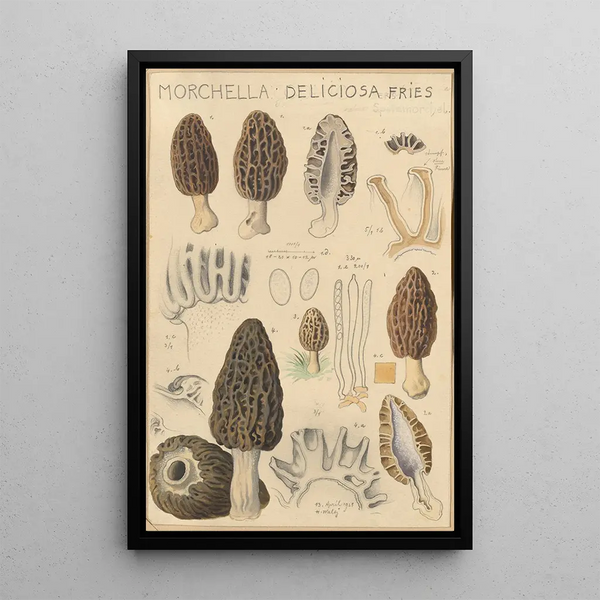 Morchella deliciosa - Hans Baldung — inramlat konstverk på väggen