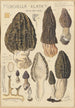 Morchella elata - Hans Baldung — vy av konstverket