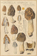 Morchella hybrida - Hans Baldung — vy av konstverket