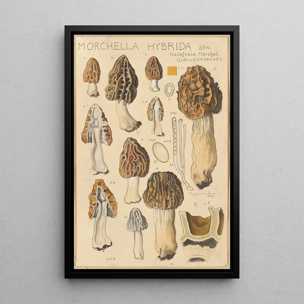 Morchella hybrida - Hans Baldung — inramlat konstverk på väggen