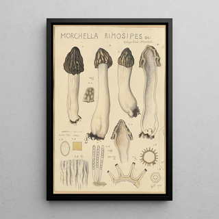 Hans Walty - Morchella rimosipes.webp