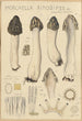 Morchella rimosipes - Hans Baldung — vy av konstverket