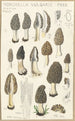 Morchella vulgaris - Hans Baldung — vy av konstverket