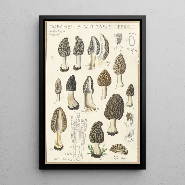 Morchella vulgaris - Hans Baldung — inramlat konstverk på väggen