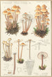 Mycena prolifera - Hans Baldung — vy av konstverket